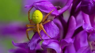 MISTER JOE (CERRILLO JOSE ) INSECTES