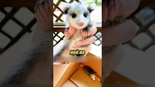 Кошка принесла домой целую семью опоссумов!  #милыеживотные #животные