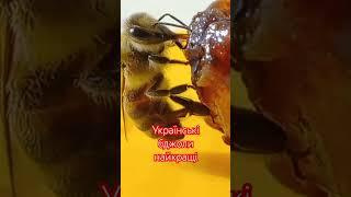 UKRAINIAN HONEYBEES ARE THE BEST! Українські Бджоли Найкращі! Київ, Україна. 06.06.2024.