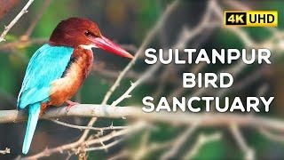 Sultanpur Bird Sanctuary After The Lockdown (November 2021) 4K Video