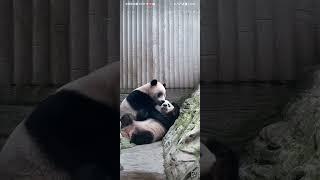 奇宝:姐姐真甜#大熊猫奇珍奇宝
