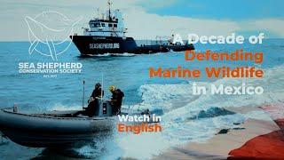 Fighting Illegal Fishing: Sea Shepherd & Mexico Take Action