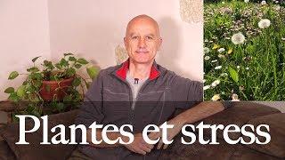 Gérer son stress avec les plantes