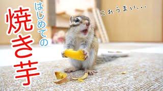 【シマリス】焼き芋の美味しさに目覚めてしまったリスがこちらです...