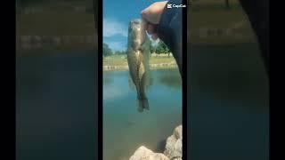 Fishing recap #fish #fishing