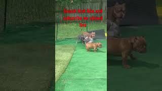 Exotic bully yard play time