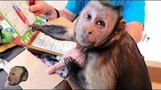 Capuchin MonkeyBoo Fan Mail Day!