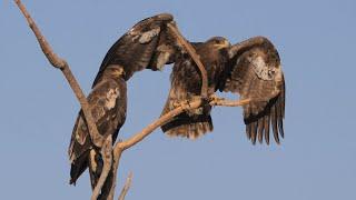 Steppe Eagles in India