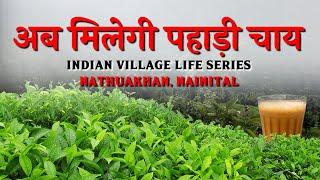 Indian village life | Tea Farming In Nathuakhan Nainital | Uttarakhand Village  Life | CheckInNews