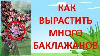 КАК УВЕЛИЧИТЬ УРОЖАЙ БАКЛАЖАНОВ В 2 РАЗА! Как выращивать баклажаны. Выращивание баклажанов.