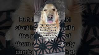 Buddy tells his side of the story  #sorrymom #funnydog #fyp #shorts #pillow #funny #pettok #viral