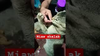 miaw shalak