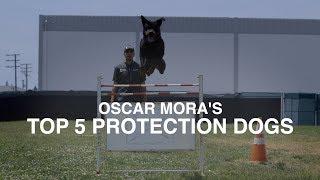 TOP 5 PROTECTION DOG BREEDS: OSCAR MORA