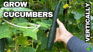 How to Grow Cucumbers Vertically - Proven Tips for Big Yields!