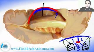 Lessons And 3D Anatomy Software: Ventricular System 2