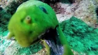 A moray eel showing off it's tonsils