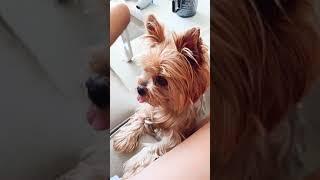 my dog trying to get my attention #yorkie #dogs