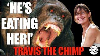 Travis the Chimp and Charla Nash Story