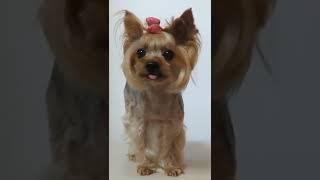 お風呂上りのヨーキーらん/Yorkie after bath