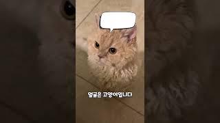 푸들과 고양이 믹스?!?! 곱슬곱슬 고양이