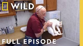 12 Days of Pol: Puppy Pandemonium (Full Episode) | The Incredible Dr. Pol | Nat Geo