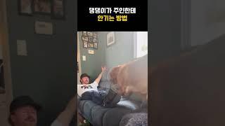 댕댕이가 주인한테 안기는 법