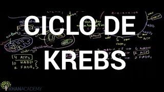 Ciclo de Krebs - Ciclo do ácido cítrico | Química | Ciências | Khan Academy