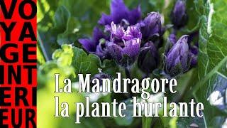 La Mandragore - La plante hurlante