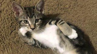 The CUTEST Kitten videos in the world just Arrived! 