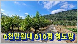 청도군 매전면 6천만원대 616평 법원경매로 저렴한 취득 나의 주말농장 주말텃밭 농지연금 으로 어떨까요