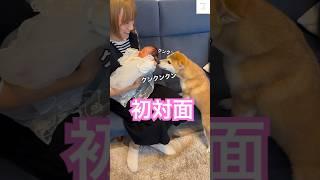 赤ちゃんと柴犬の初対面‼️これからよろしくね　#柴犬 #赤ちゃん #かわいい #癒し　#犬のいる暮らし