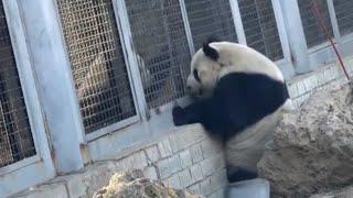 MengLan looked very happy and excited seeing his sister MengBao|Panda HappyLand