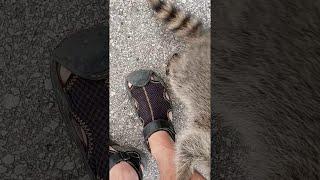 Happy Pet Raccoon Greets Owner after Wilderness Vacation || ViralHog