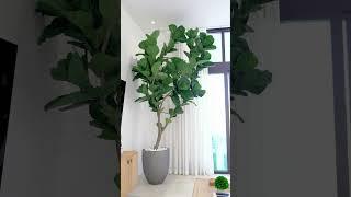 The Ultimate Guide to Styling Your Artificial Fiddle Leaf Ficus Tree!丨Bonsai Plant For Home Decor