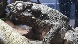 Giant Borneo River Toad closeup! AMAZING SPECIES!