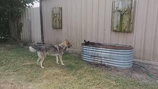 My Wolf/Dog EAGLE BlackCloud Loving some Water in troff.