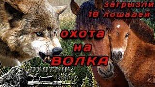 Волки вернулись к убитой лошади но там ждала засада. Охота на волка.