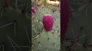 Cutting Open Prickly Pear Cactus Fruit #cactus #fruit #opuntia #nature #plants #shorts #succulents