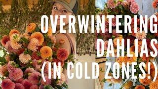 Overwintering dahlias in cold zones!