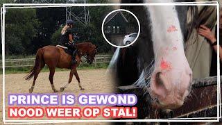 PRINCE is GEWOND?! & NOODWEER op STAL! || VLOG Paardzoektbaas