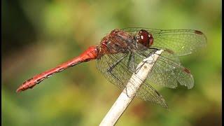 Ruddy Darter Dragonfly (Sympetrum sanguineum)