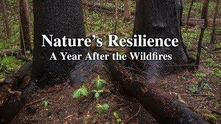 Nature's Resilience