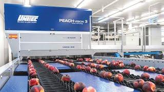 Peach sorting, grading and packing line | UNITEC