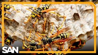 How Hurricane Helene’s destruction led to swarms of bees, wasps, yellow jackets