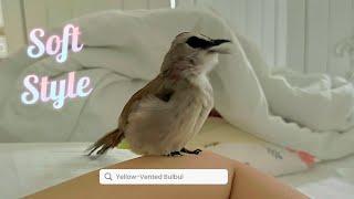 Bird Singing Soft & Healing Tones(YellowVentedBulbul) 