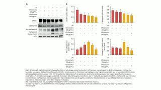 Autophagy Enhancers Regulate Cholesterol-Induced Cytokine Secretion and Cytotoxicity in Macrophages