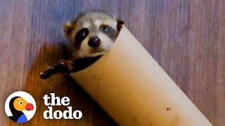 Baby Raccoon Is SO Awkward — And So Cute | The Dodo Little But Fierce