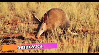 Aardvark Adventures: A Fun Learning Journey