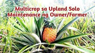 Multicrop Upland Farming by Owner/Farmer @gardenofkuyakoy