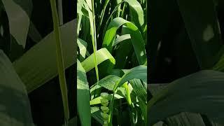 Pollination in Wheat #bscag #srf #net #jrf #agricuture #ibpsafo #lecture #agriculture #jitendra #msc